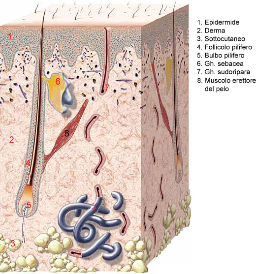 funzione ghiandole sebacee