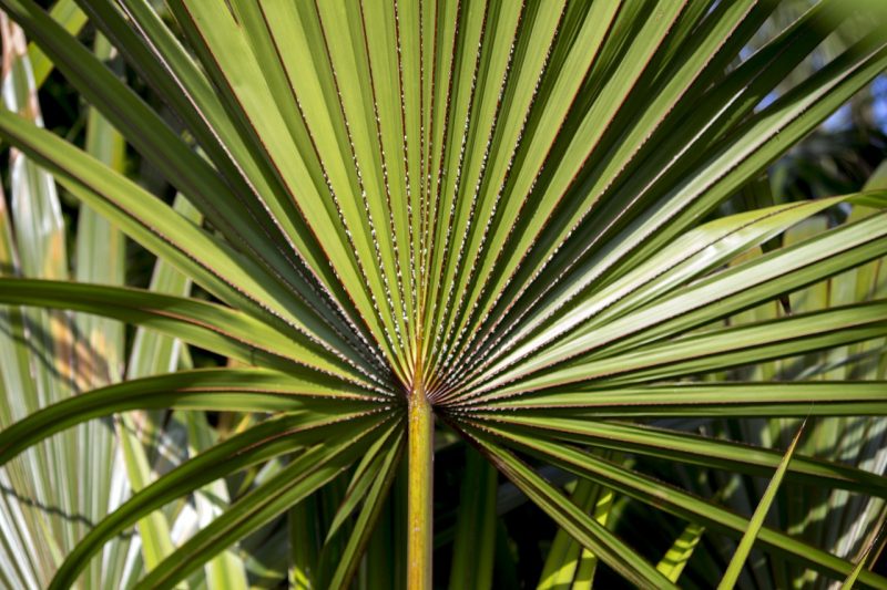 efficacia Serenoa Repens