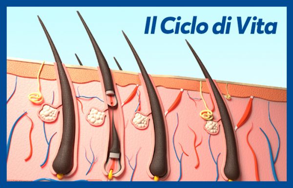 Ciclo di vita dei capelli